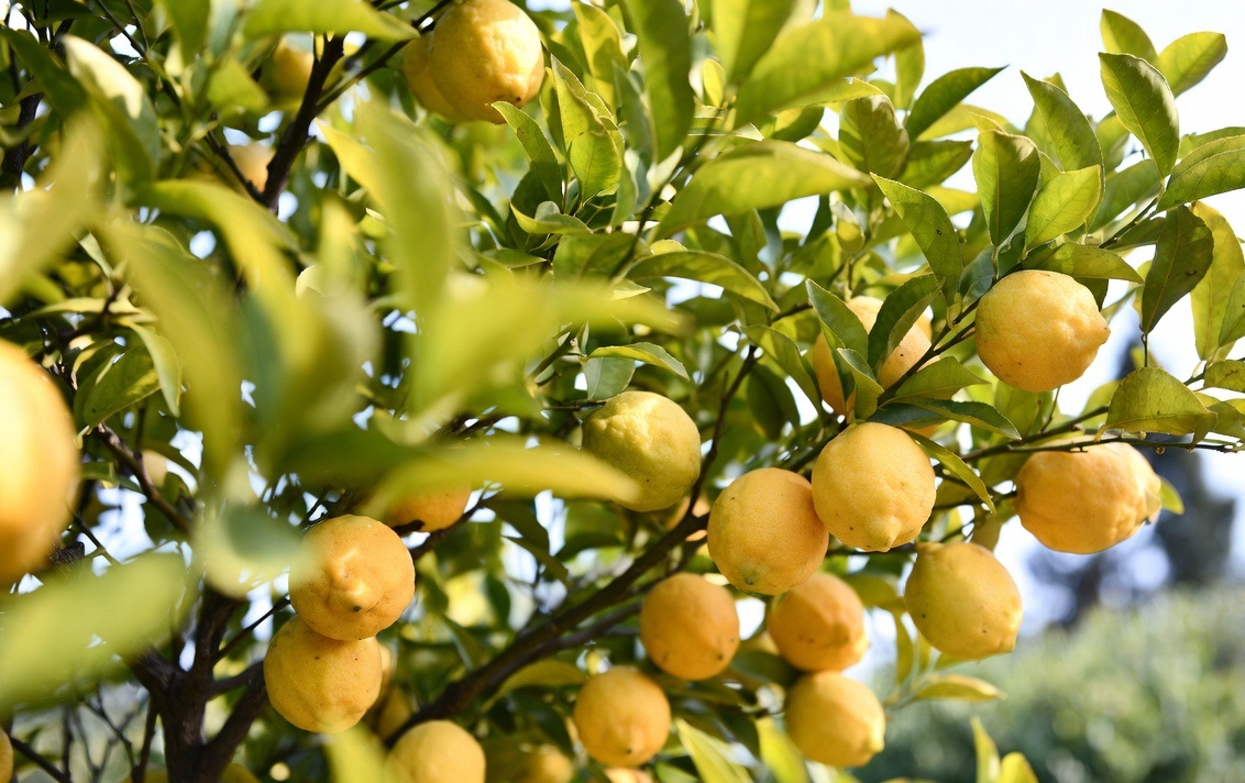 Hand reaching for an olive in a regenerative agricultural setting