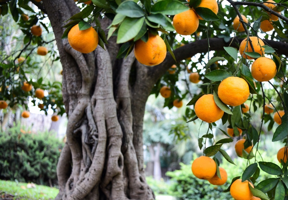 Raw honey dripping naturally